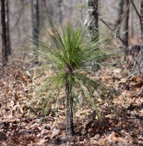 Young adolescent longleaf