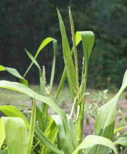 corn-tassel-for-blog