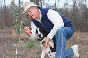Oddie needed to help me examine one of our olive trees.