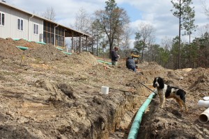 Here you can see the new rainwater harvesting pipes beneath three separate water lines. Good thing Oddie's keeping up with it all for us.