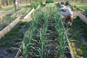 And this picture of me weeding the garlic bed shows how we're choosing to plant more densely. We're growing three rows on three drip lines in the space where we would have had two before.