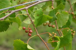 granny val muscadines for site