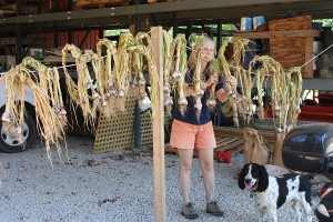 hanging garlic for site