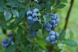 These are premier blueberries, one of our early-season varieties. They'll be finished within a couple more weeks, and it'll be time for the mid-season varieties like tifblue and powderblue to step up.