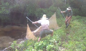 Here's a recent example of government in action. Graves Lovell and his assistant Jeff drove to our farm and down to the pond, used a seine to examine the fish in it, and issued us a full report with instruction to improve the fishing in it. The cost to us? Zero.