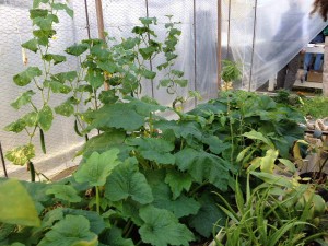 One of the events we enjoyed was a field trip to a permaculture farm in Citronelle where we saw these squash growing in January in a hoop house heated passively by the sun.