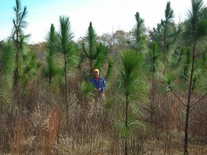 Here's Dave standing among longleaf pines he planted five years ago. You can tell he really is a "native grass nut." His careful husbandry works. The longleafs we plant in the forest would be about 1/3 this size after five years.