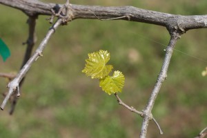 The freeze didn't knock back the muscadines at all, primarily because they always wait so late to bud. These black beauty leaves are still green and supple.