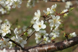 These Bruce plum blossoms are as pretty and delicate as they were before the freeze; too bad everybody reports the plums are nothing special.
