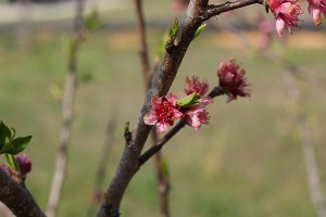 These June Gold peach blossoms don't seem at all damaged by the freeze.