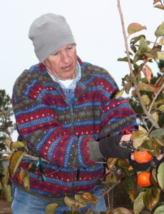 We harvested all but two of our persimmons today ahead of a 27 degree freeze, marking the end of our 2014 fruit season. The reason for leaving those two is just to see if they can stand 27 degrees. We work to stretch the fresh fruit season, and we're proud to say it now runs 8 1/2 months. 